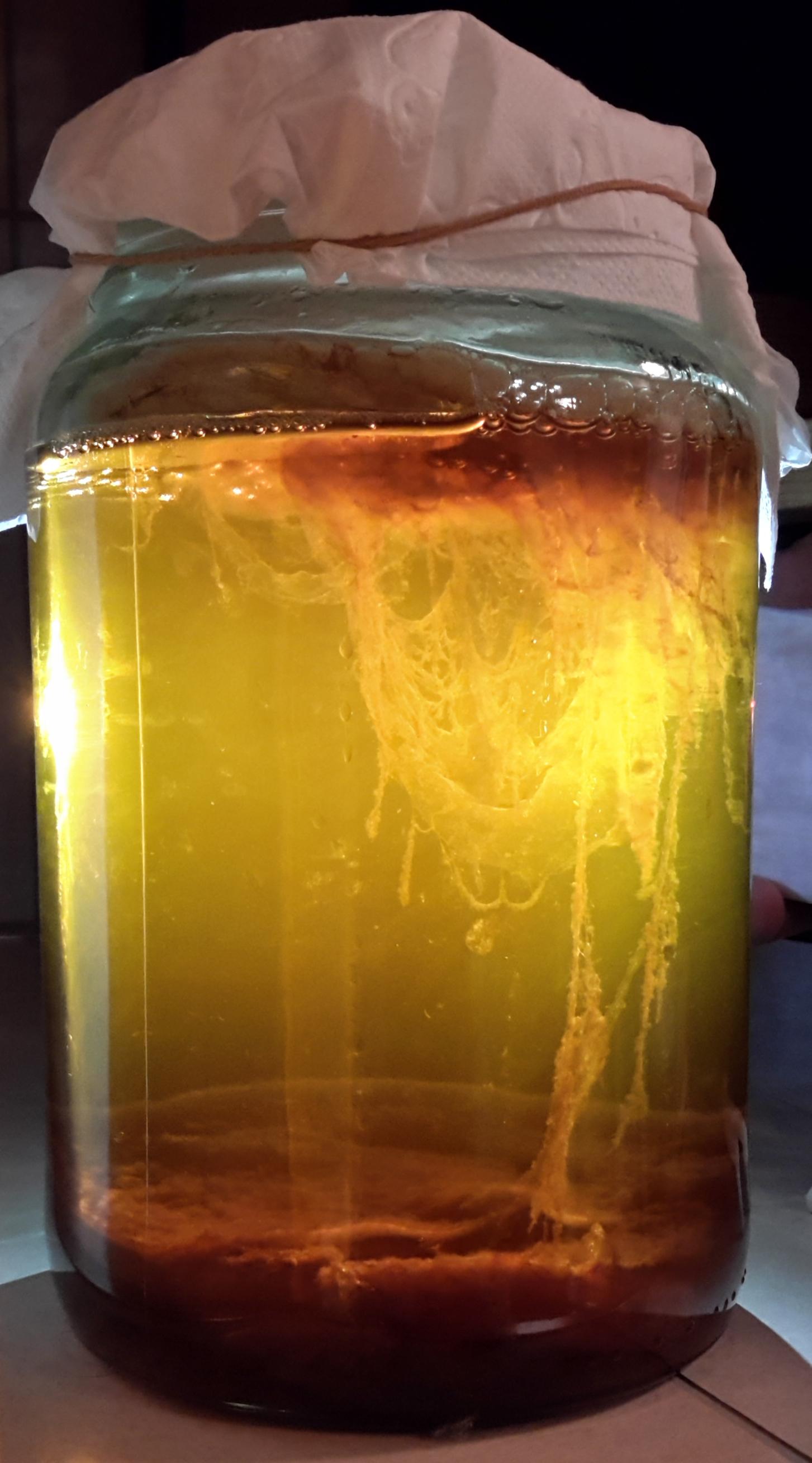 Exploring the Unique Fermentation Process of Kombucha Jun