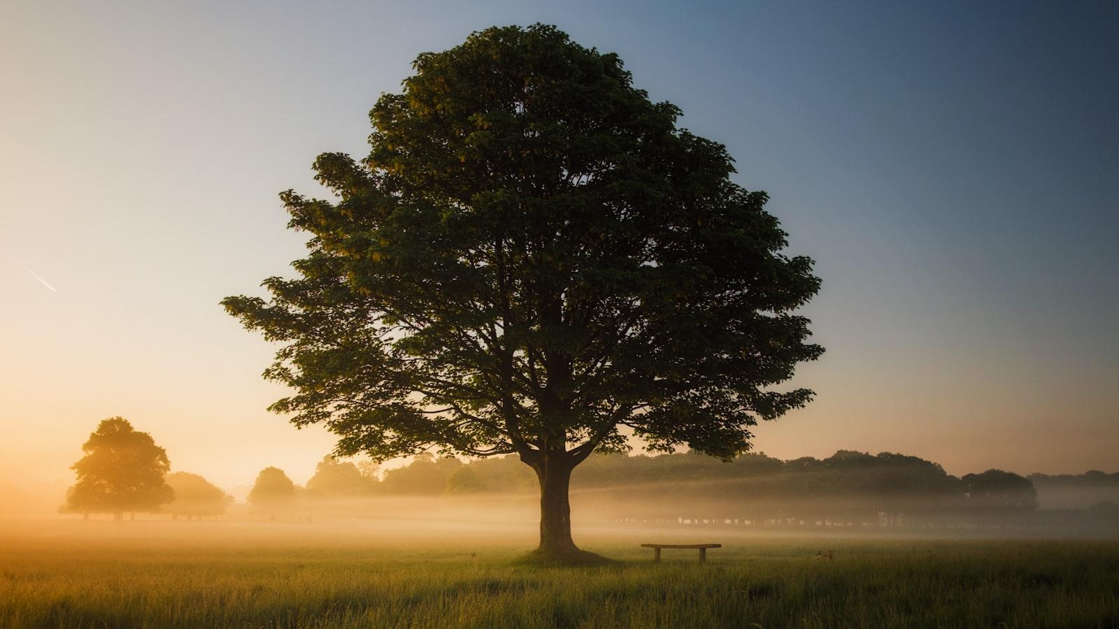 Melodies of Mindfulness: Cultivating Inner Harmony