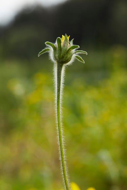 Navigating Renewal Fees and⁤ Hidden Costs