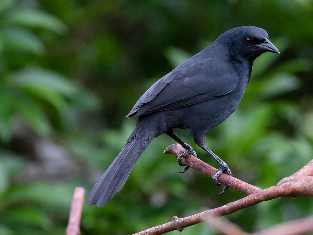 Understanding the Domain Flipping Landscape