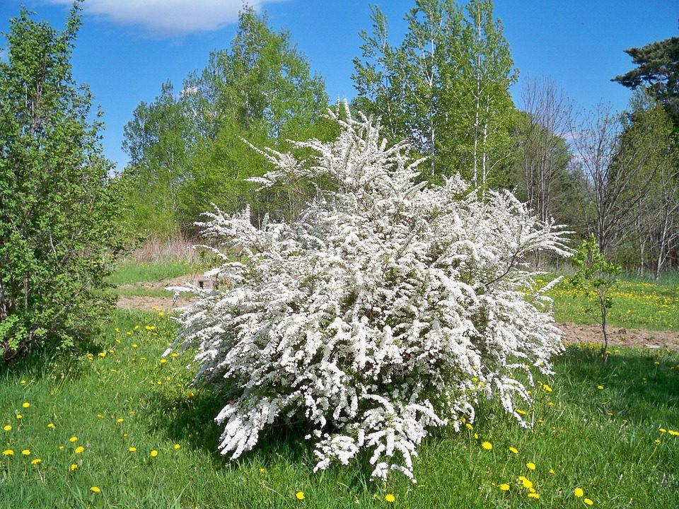 bridal wreath spirea